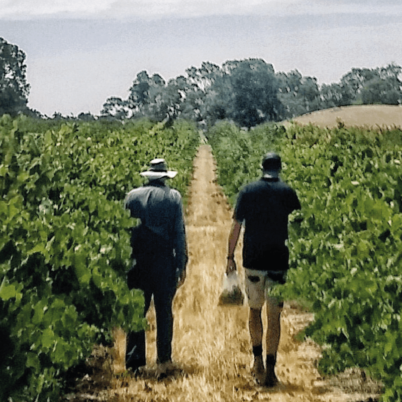 Peter Lehmann Wines 2019 Vintage Update - Peter Lehmann Wines