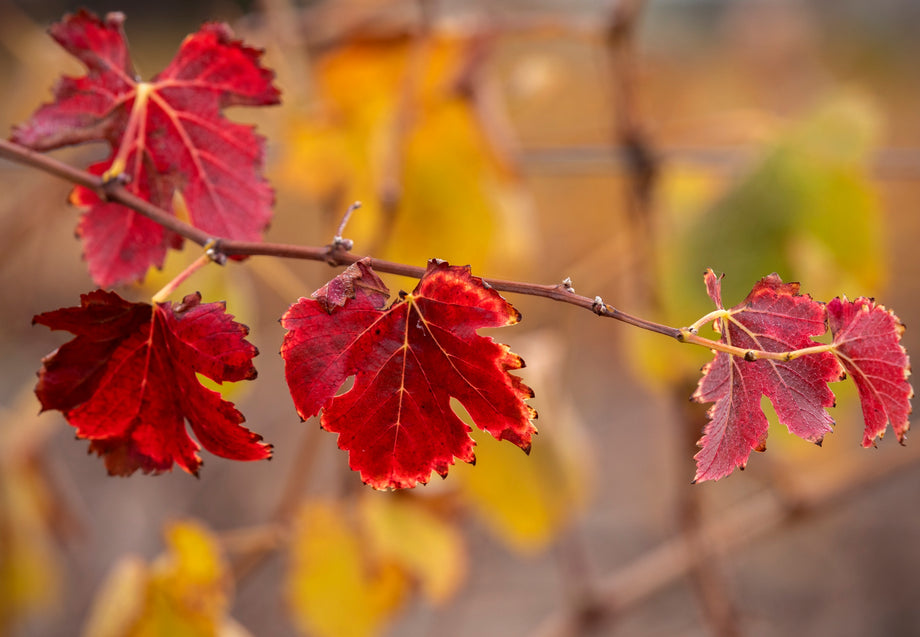 End of Vintage – Peter Lehmann Wines
